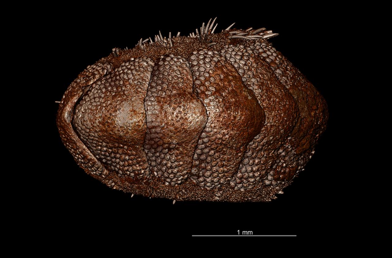 BE-RBINS-INV HOLOTYPE MT.2960/1 Acanthochiton minutus MICROCT XRE DORSAL.jpg
