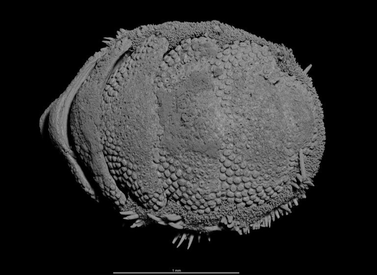 BE-RBINS-INV HOLOTYPE MT.2960/1 Acanthochiton minutus MICROCT XRE POSTERODORSAL.jpg