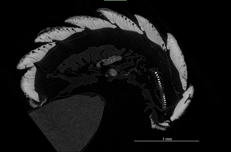 BE-RBINS-INV HOLOTYPE MT.2960/1 Acanthochiton minutus MICROCT XRE PARASAG SECTION.jpg