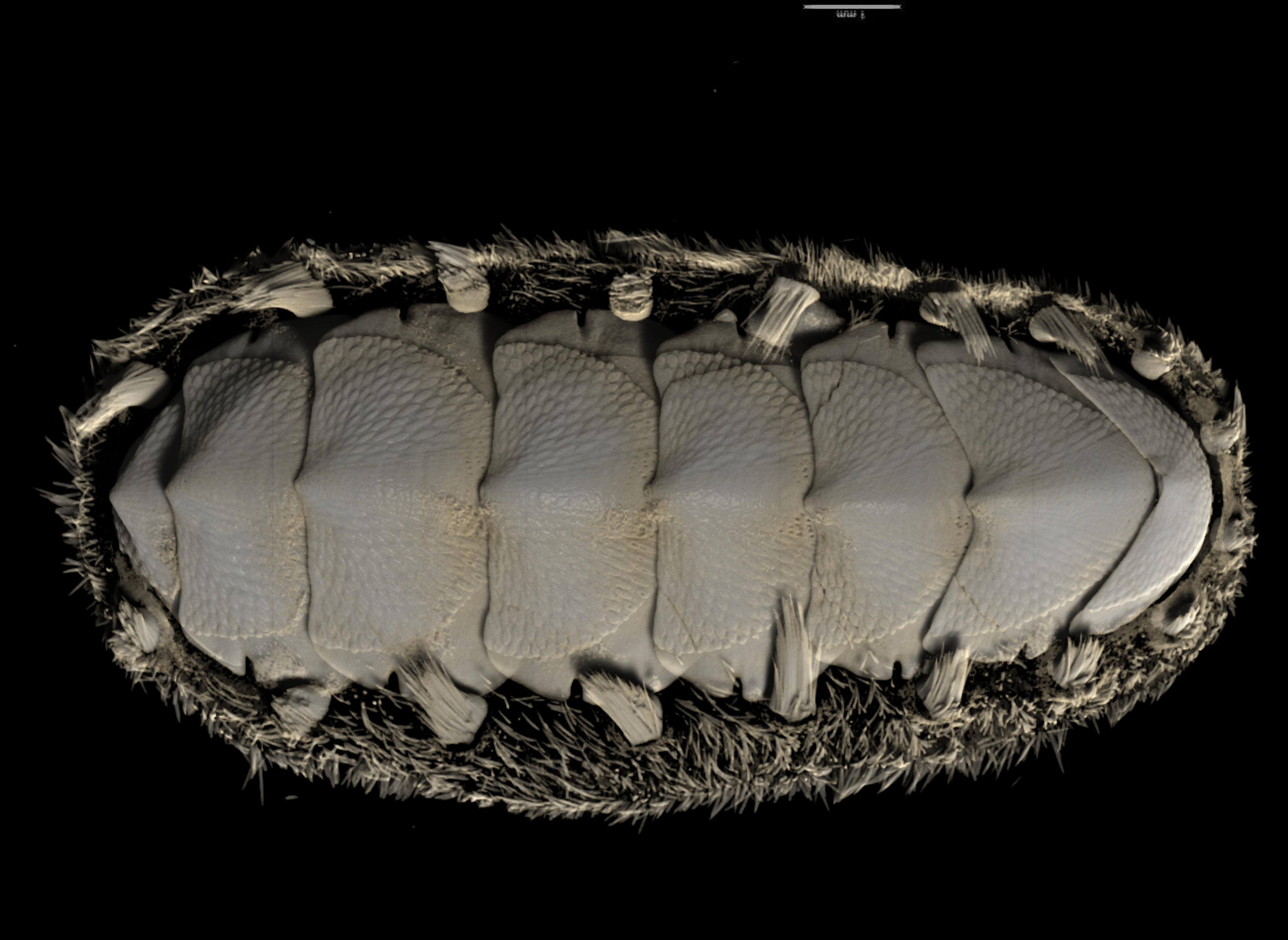 BE-RBINS-INV HOLOTYPE MT.3783 Acanthochiton oblongus MICROCT XRE DORSAL.jpg