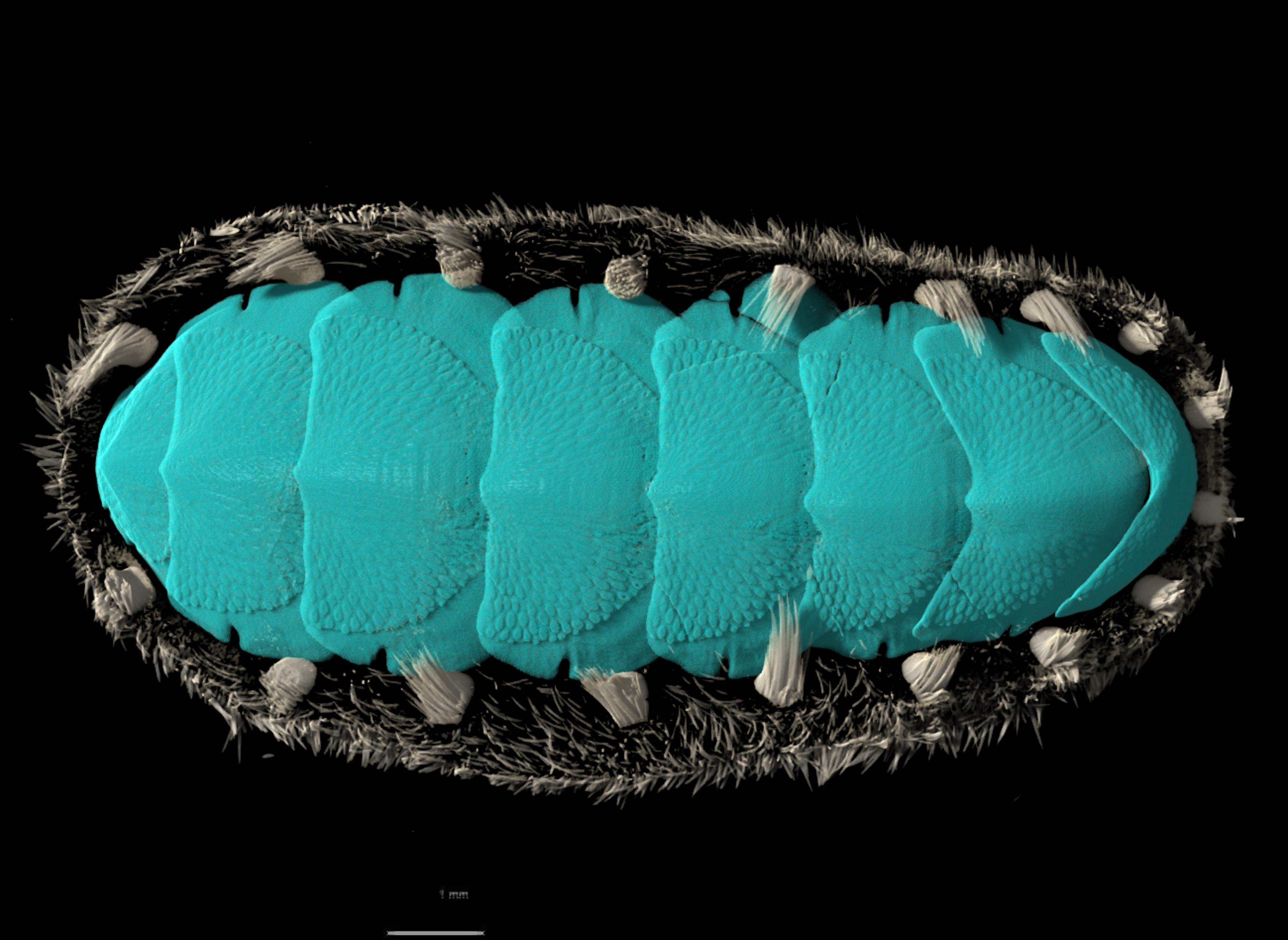 BE-RBINS-INV HOLOTYPE MT.3783 Acanthochiton oblongus MICROCT XRE DORSAL.jpg