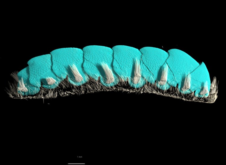 BE-RBINS-INV HOLOTYPE MT.3783 Acanthochiton oblongus MICROCT XRE LATERAL.jpg