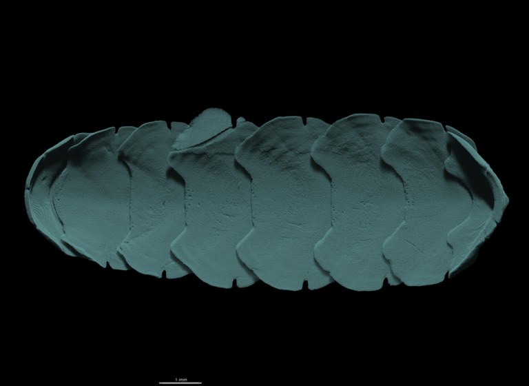 BE-RBINS-INV HOLOTYPE MT.3783 Acanthochiton oblongus MICROCT XRE VENTRAL.jpg