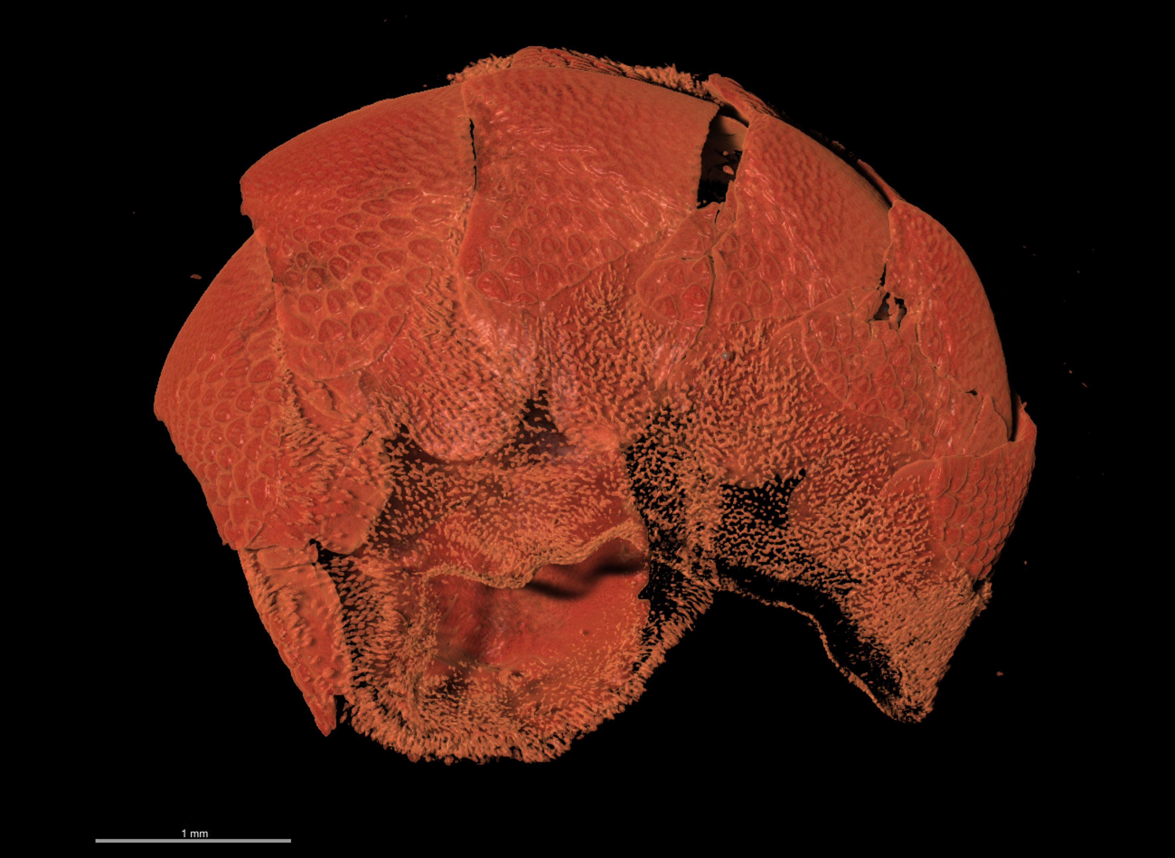 BE-RBINS-INV LECTOYPE MT.3804 Acanthochitona curvisetosus MICROCT XRE LATERAL.jpg