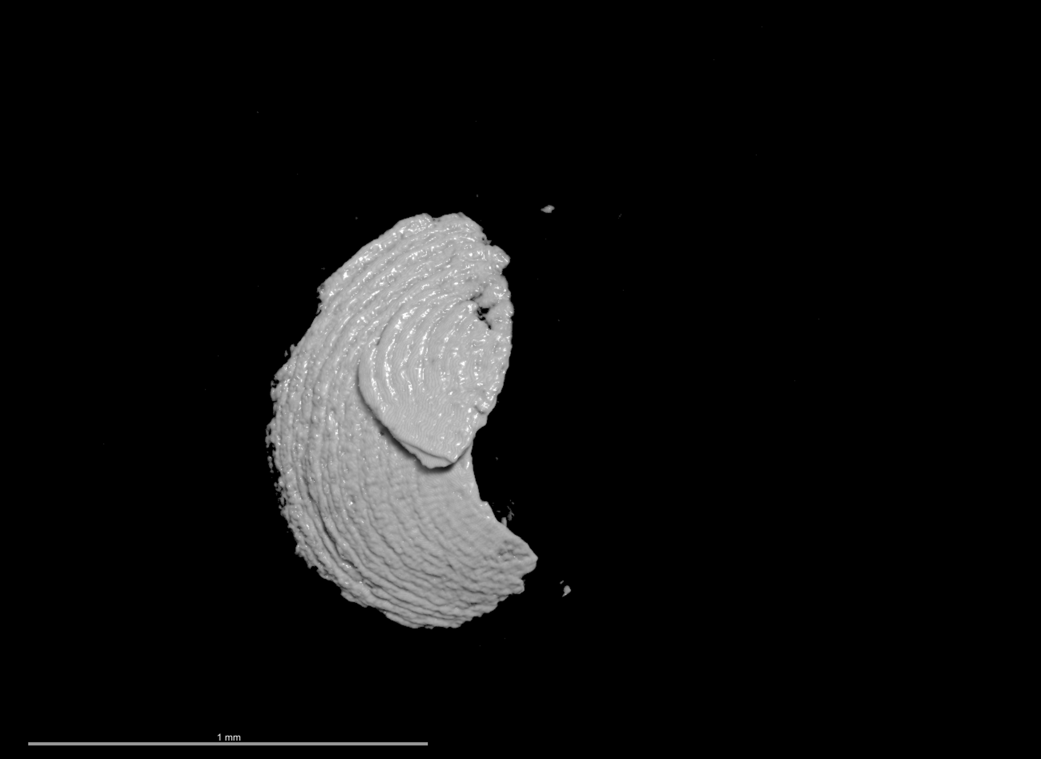 BE-RBINS-INV PARATYPE MT.2759/1/alcool Leptochiton (Leptochiton) amsterdamensis MICROCT XRE VIEW.jpg