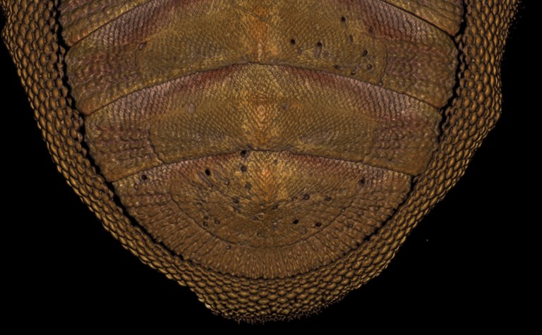 BE-RBINS-INV HOLOTYPE MT.3650 Ischnochiton (Haploplax) poppei MICROCT RX POSTEROVENTRAL.jpg