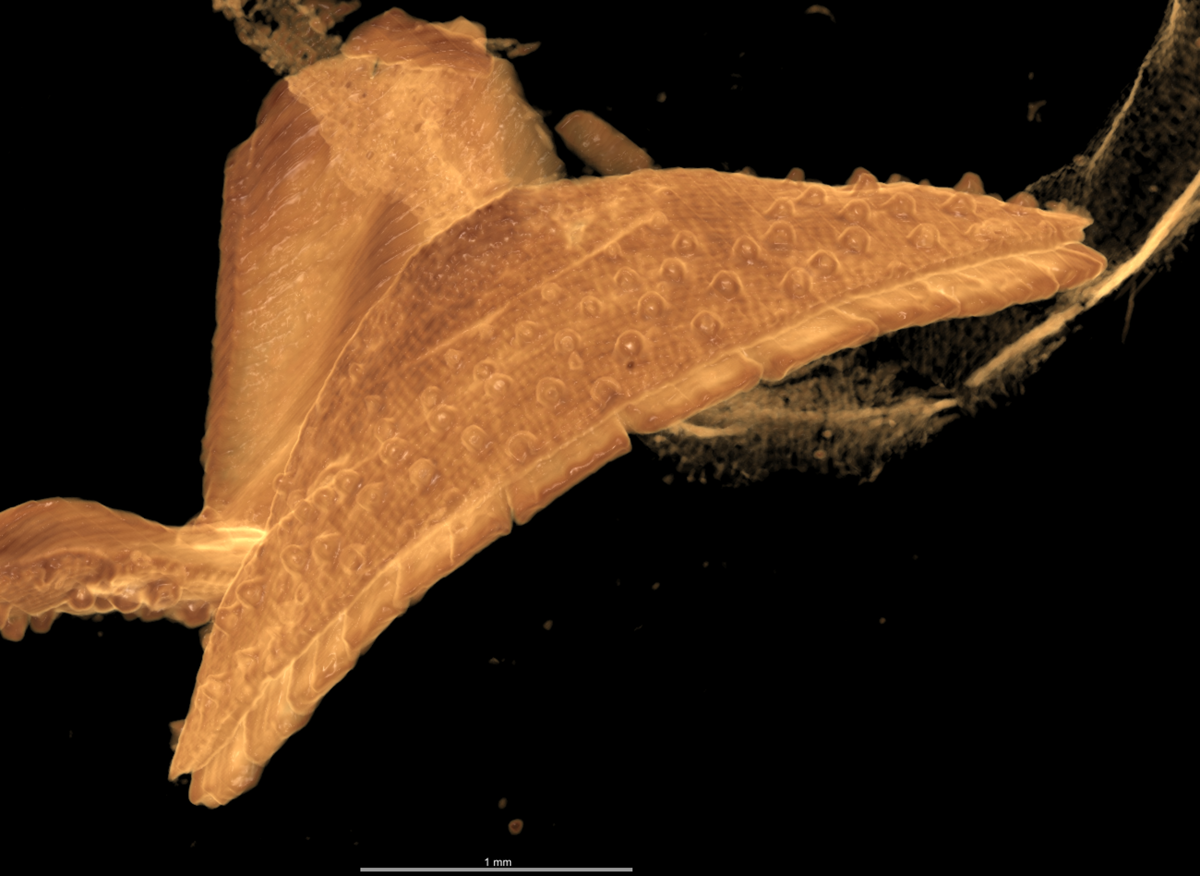 BE-RBINS-INV HOLOTYPE MT.3620/1 Chaetopleura unilineata MCT XRE ANTERIOR PLATE FRONTAL.jpg