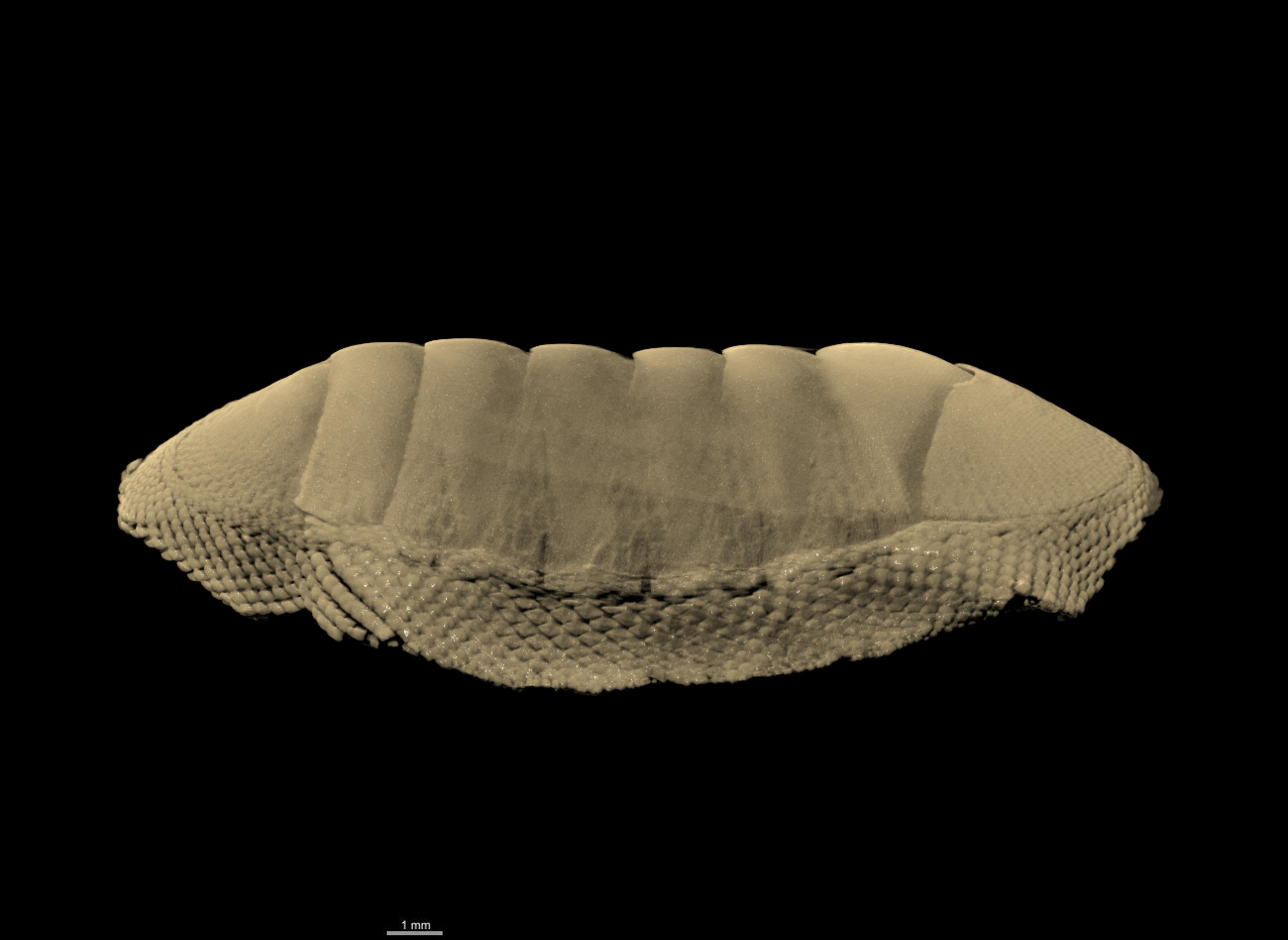 BE-RBINS-INV PARATYPE MT.3764 Chiton vangoethemi MICROCT XRE LATERAL.jpg