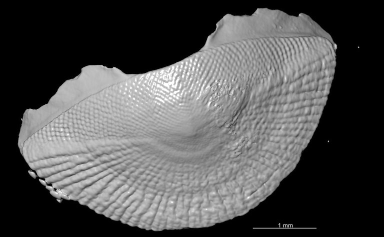 BE-RBINS-INV HOLOTYPE MT.3621 Ischnochiton leopoldi MICROCT XRE POSTERIOR PLATE.jpg