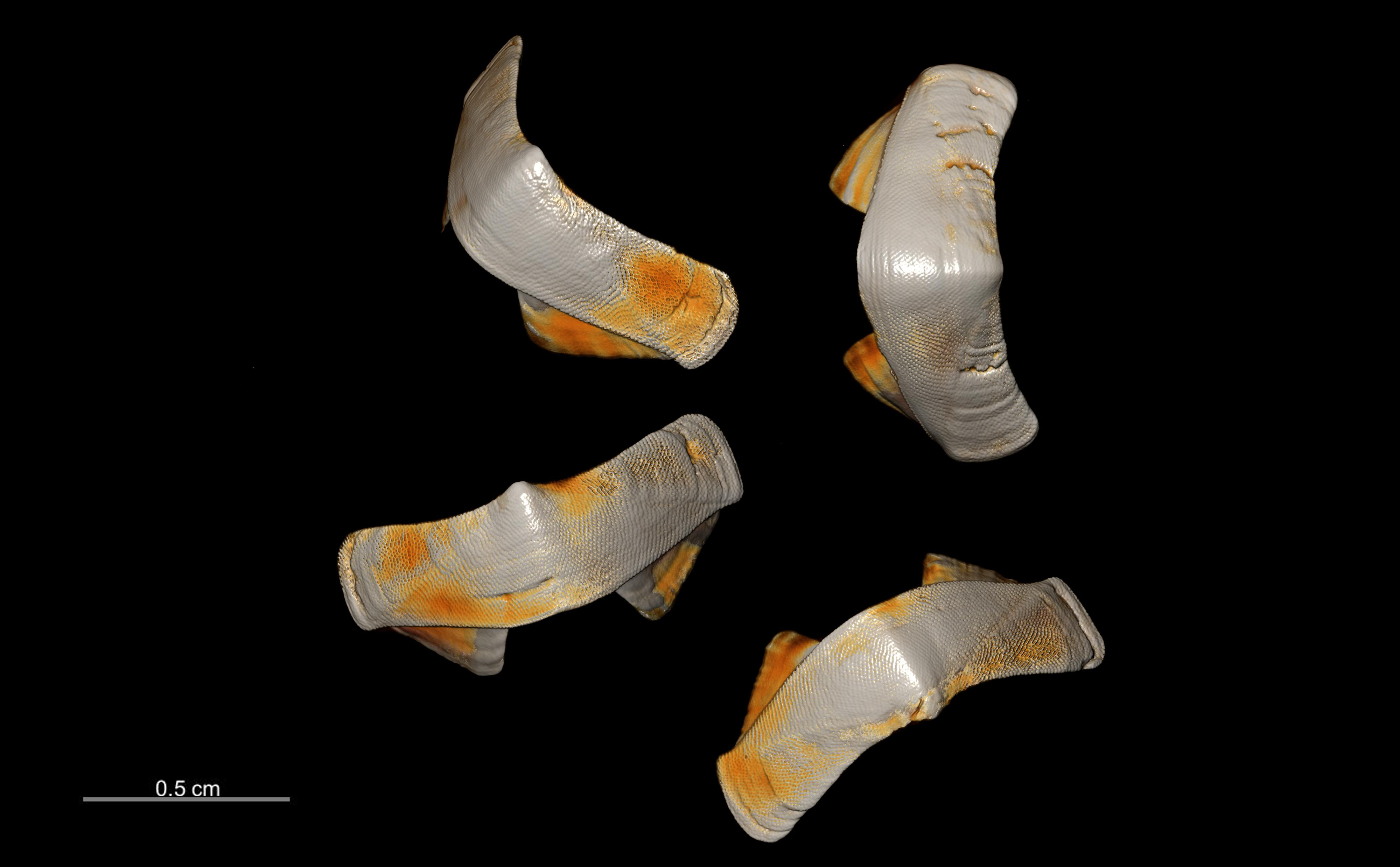 BE-RBINS-INV PARAYPE MT.3603 Lepidopleurus philippinus MICROCT XRE PLATES DORSAL.jpg