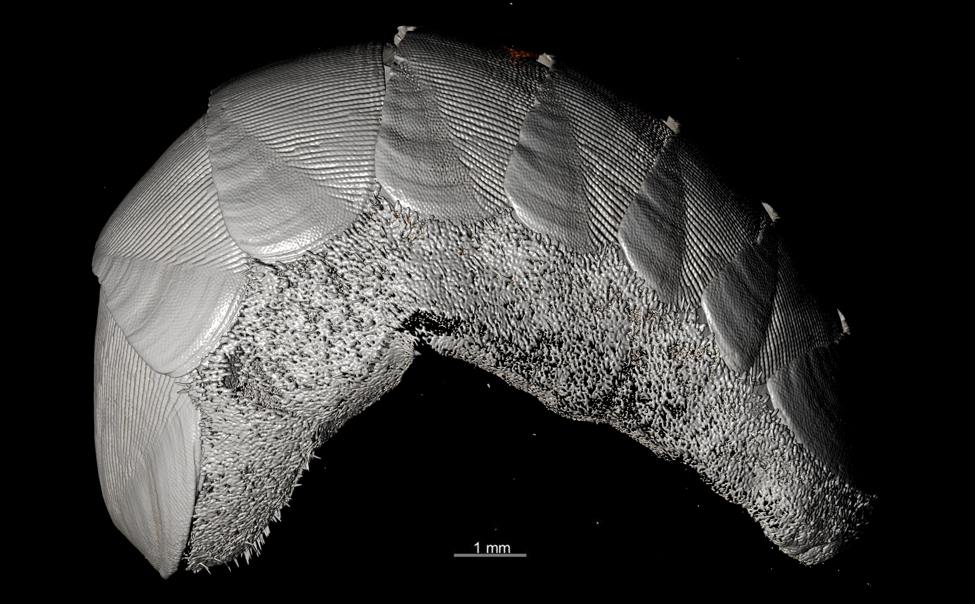 BE-RBINS-INV PARATYPE MT.3605 Leptochiton (Parachiton) fornix MICROCT XRE LATERAL.jpg