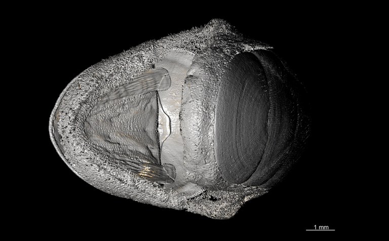 BE-RBINS-INV PARATYPE MT.3605 Leptochiton (Parachiton) fornix MICROCT XRE POSTEROVENTRAL.jpg
