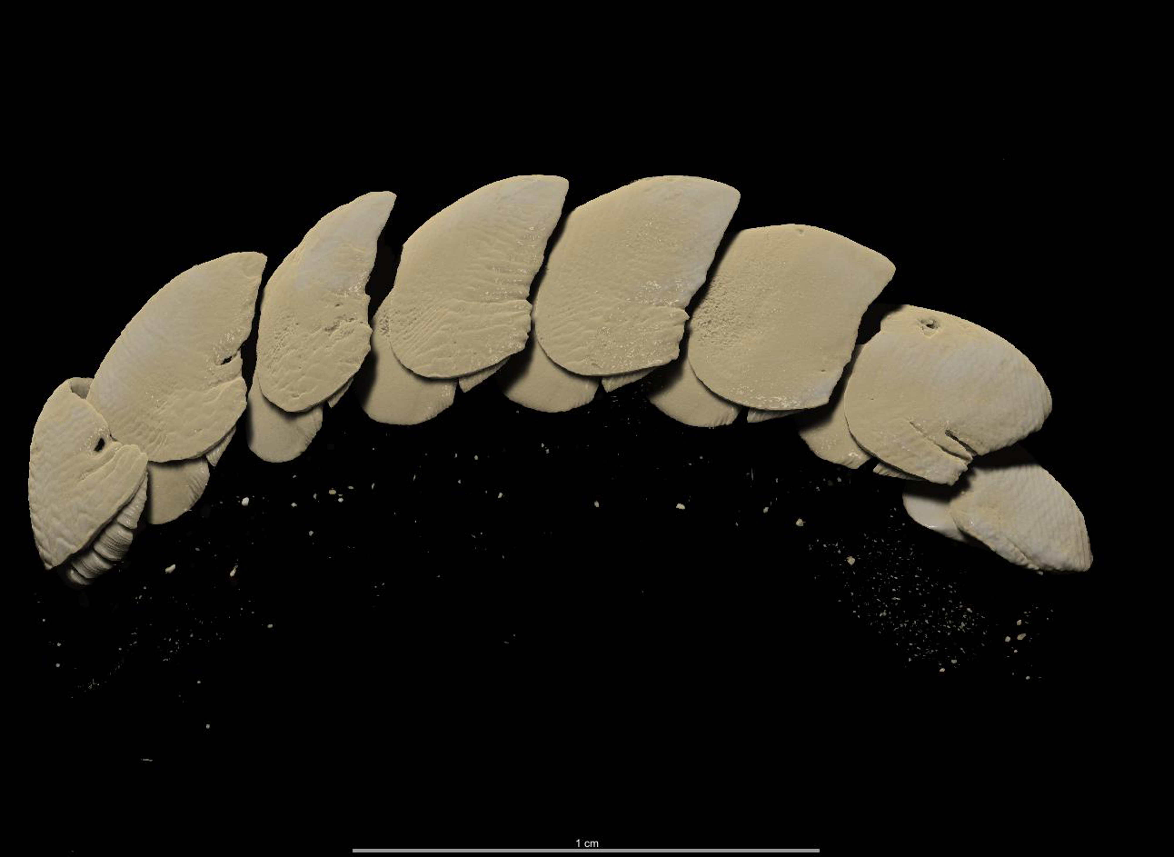 BE-RBINS-INV HOLOTYPE MT.3776 Onithochiton gotoi MICROCT XRE LATERAL.jpg