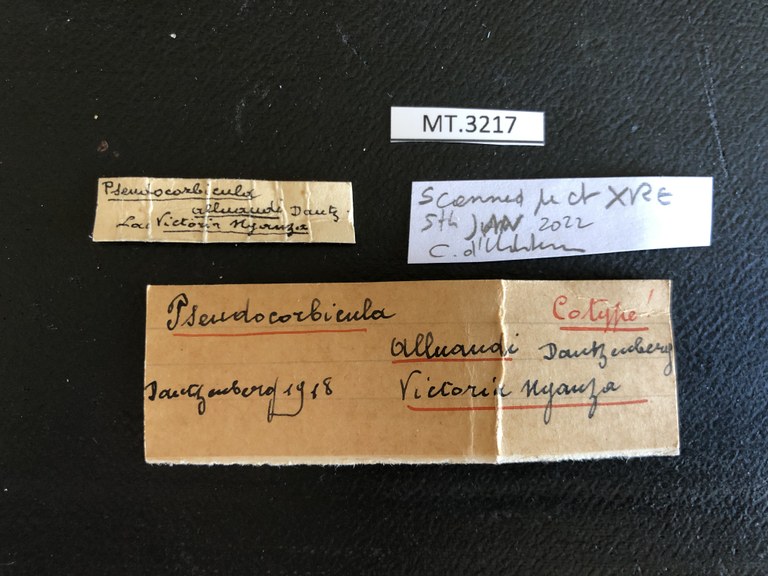 MT 3217 Pseudocorbicula alluaudi Labels