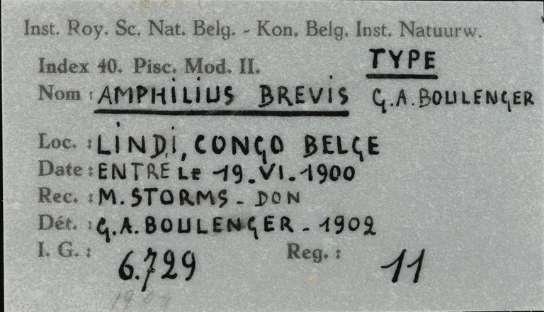 11 Amphilius brevis 6729 ticket.JPG
