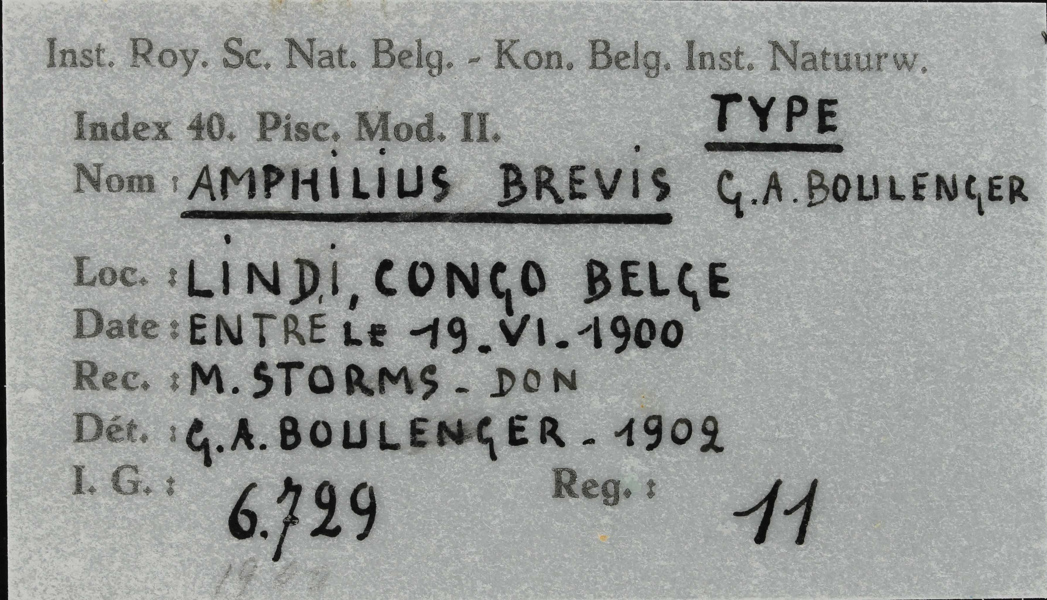 11 Amphilius brevis 6729 ticket.JPG