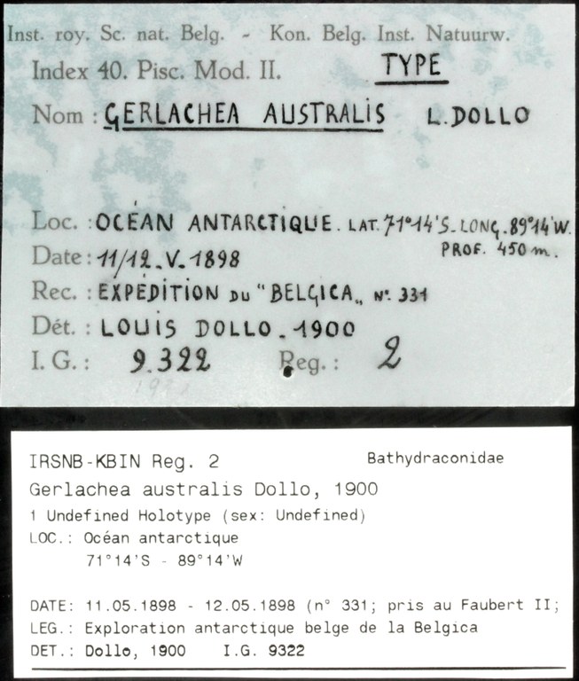 2 Gerlachea australis 9322 ticket.JPG