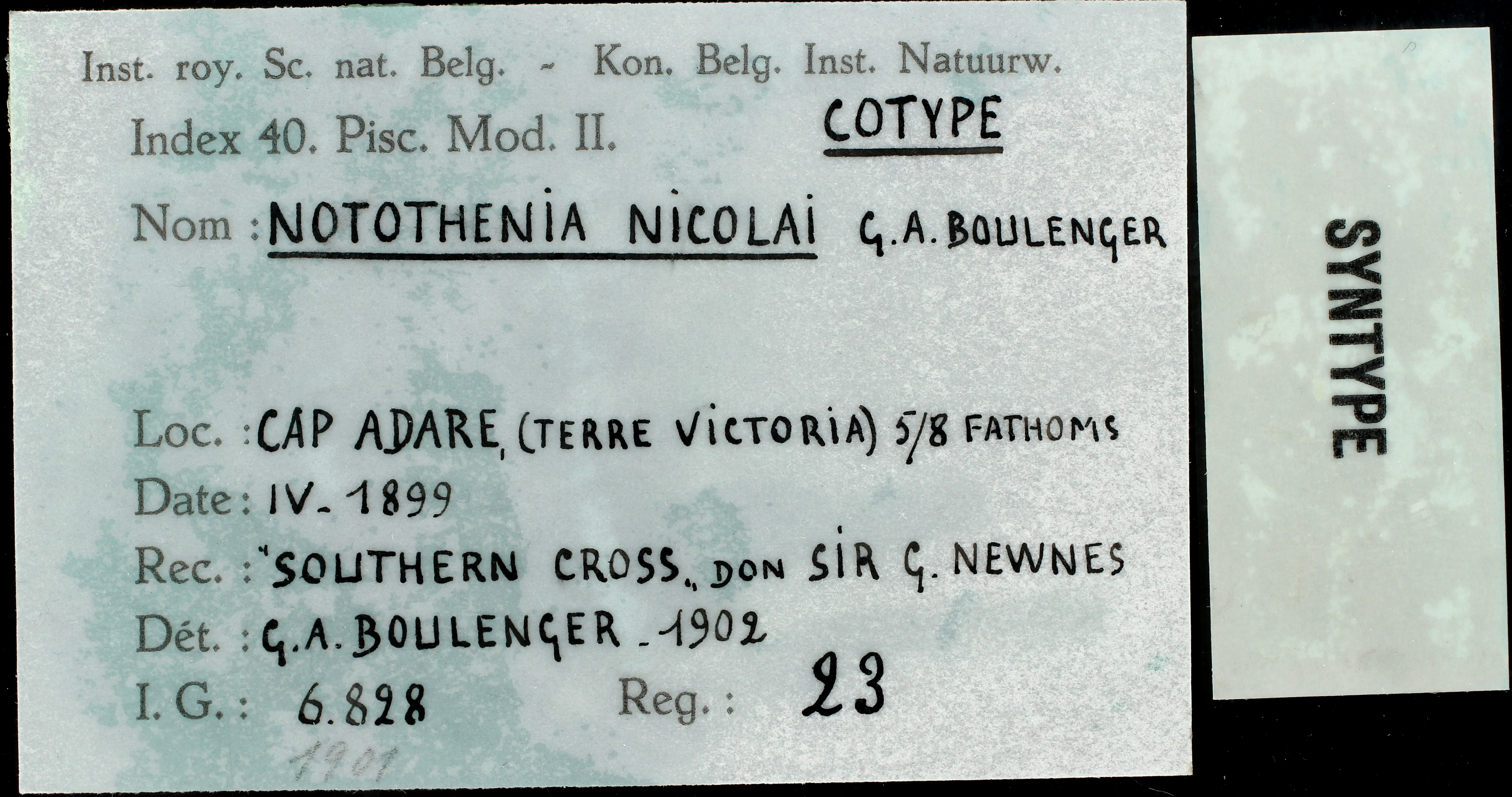 23 Notothenia nicolaï 6828 ticket.JPG