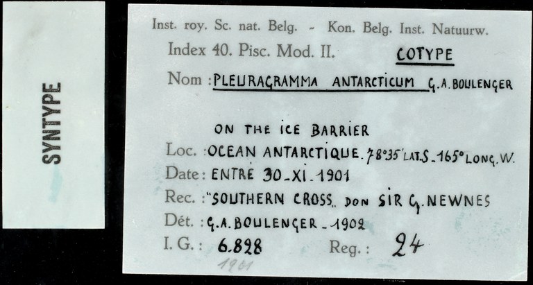 24 Pleuragramma antarcticum 6828 ticket.JPG